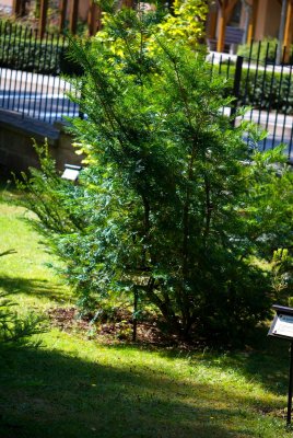 Torreya californica - toreja kalifornská - celek